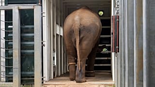 Herd of elephants moved from Melbourne zoo to new space
