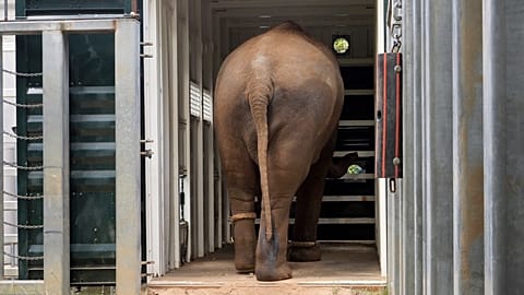 Le troupeau d'éléphants du zoo de Melbourne transféré dans un nouvel espace