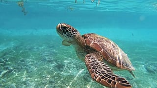 Cómo las pajitas se convirtieron en un símbolo de la crisis mundial de contaminación por plásticos
