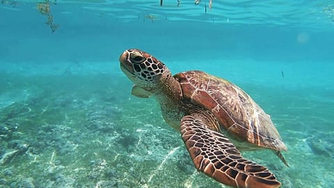Plastic straws became an environmental crusade