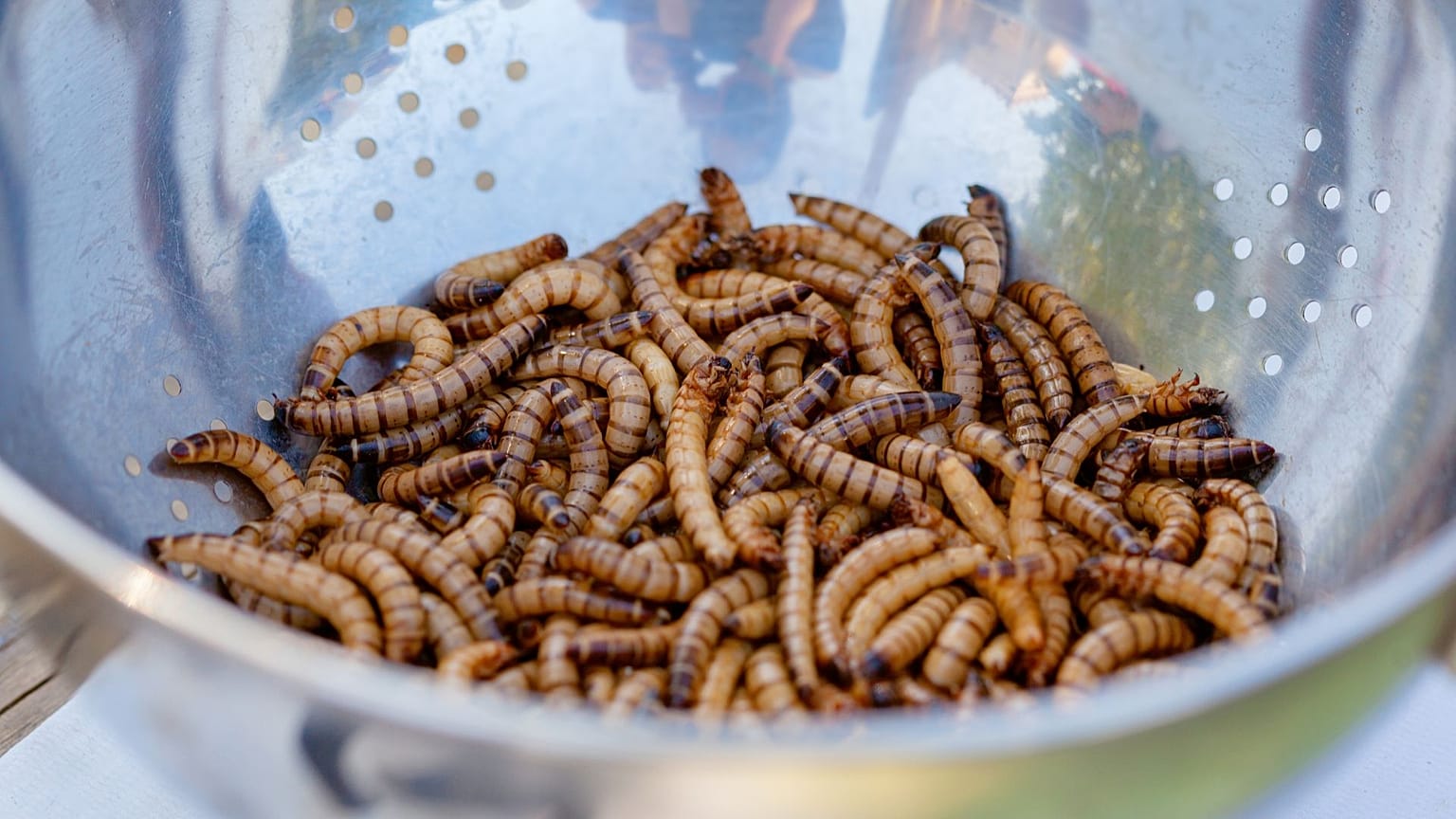 Una nueva serie de insectos autorizados para el mercado europeo está causando furor en Internet