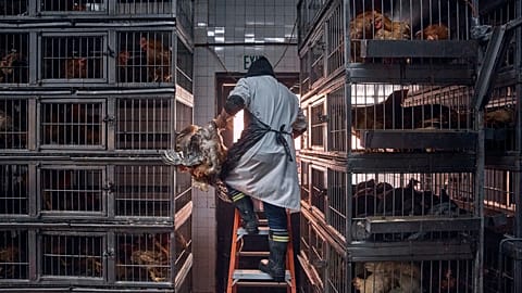 FILE - A worker grabs a chicken to slaughter inside a poultry store in New York, February 7, 2025.