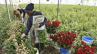 Kenya'da Porini Çiçek Çiftliği