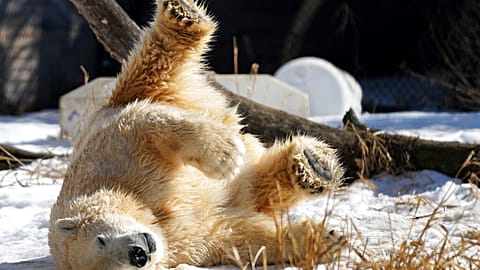 Niedźwiedź polarny w Brookfield Zoo