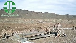 مهشاد و توله‌هایش