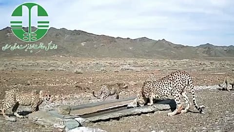 مهشاد و توله‌هایش