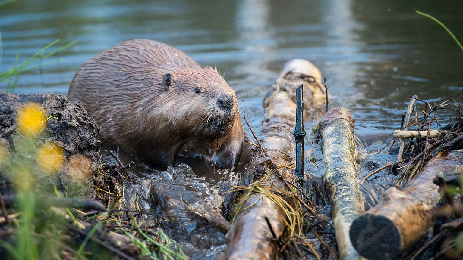 beaver