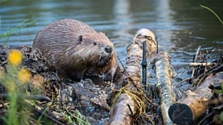 beaver