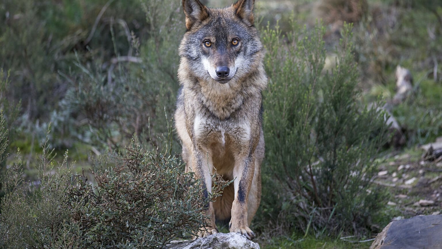 Un lobo ibérico en una zona del Gran Valle del Côa, Portugal.