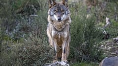 Un lobo ibérico en una zona del Gran Valle del Côa, Portugal.