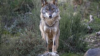 An Iberian Wolf in Greater Côa Valley, Portugal