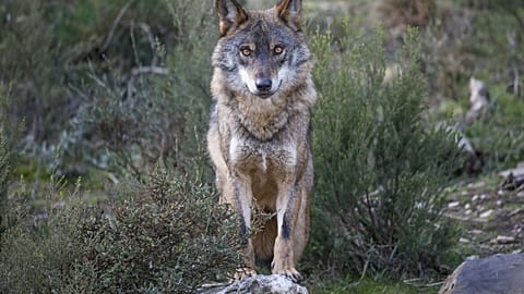 An Iberian Wolf in Greater Côa Valley, Portugal 