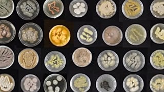 A variety of colourrful marine fungi grown in petri dishes in Amend's lab