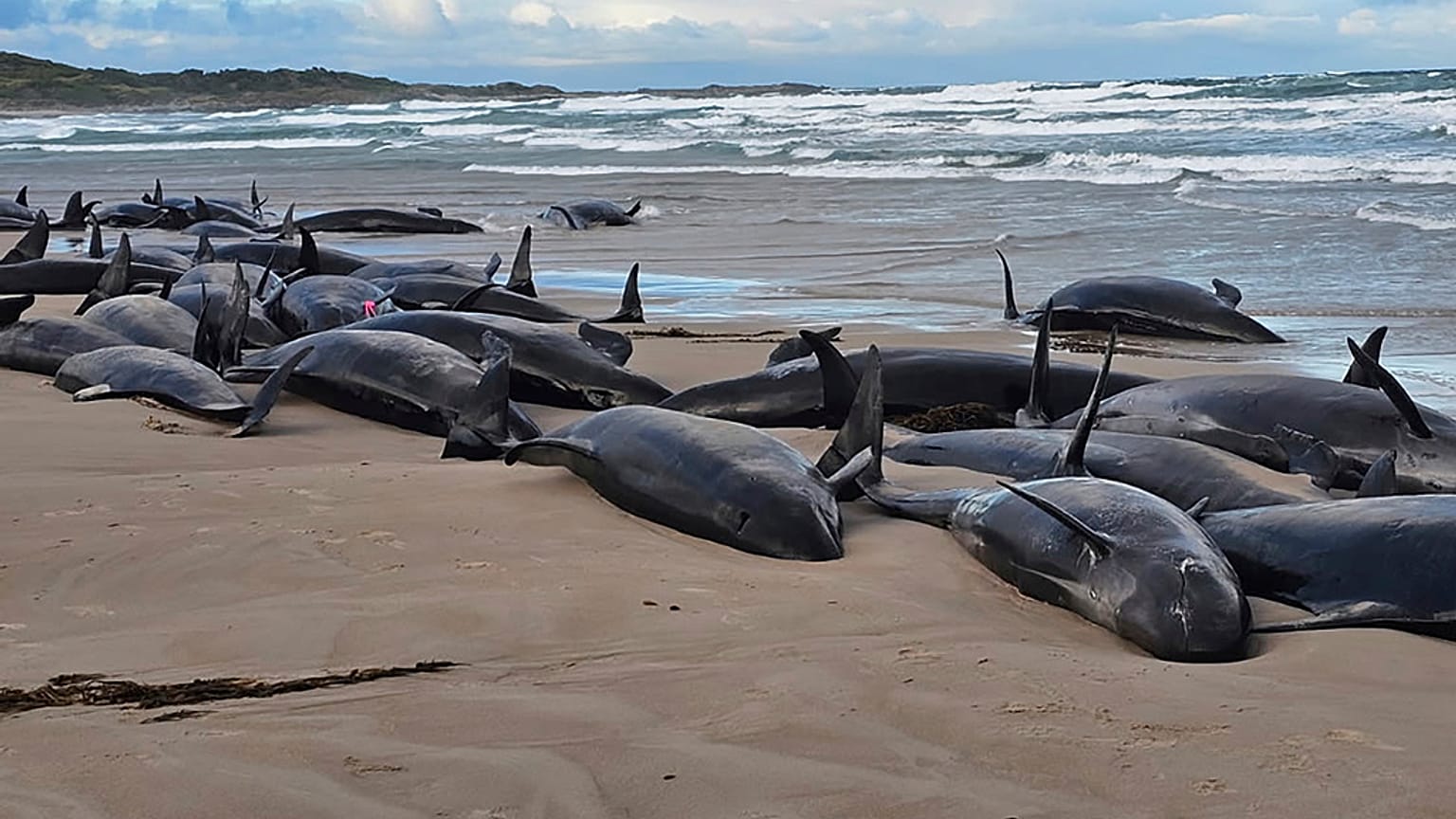 Imagen de las ballenas varadas en una playa de Tasmania.