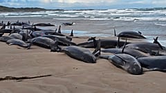 Imagen de las ballenas varadas en una playa de Tasmania.