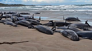 Imagen de las ballenas varadas en una playa de Tasmania.