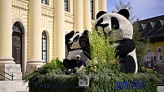 A CATL akkugyár pandás kocsija a 2024-es debreceni virágkarneválon
