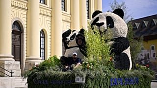 A CATL akkugyár pandás kocsija a 2024-es debreceni virágkarneválon
