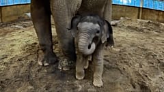 Tula-Tu, la cría de elefante de dos semanas del zoo de Oregón con su madre, Oregón EE.UU., 19.02.2025