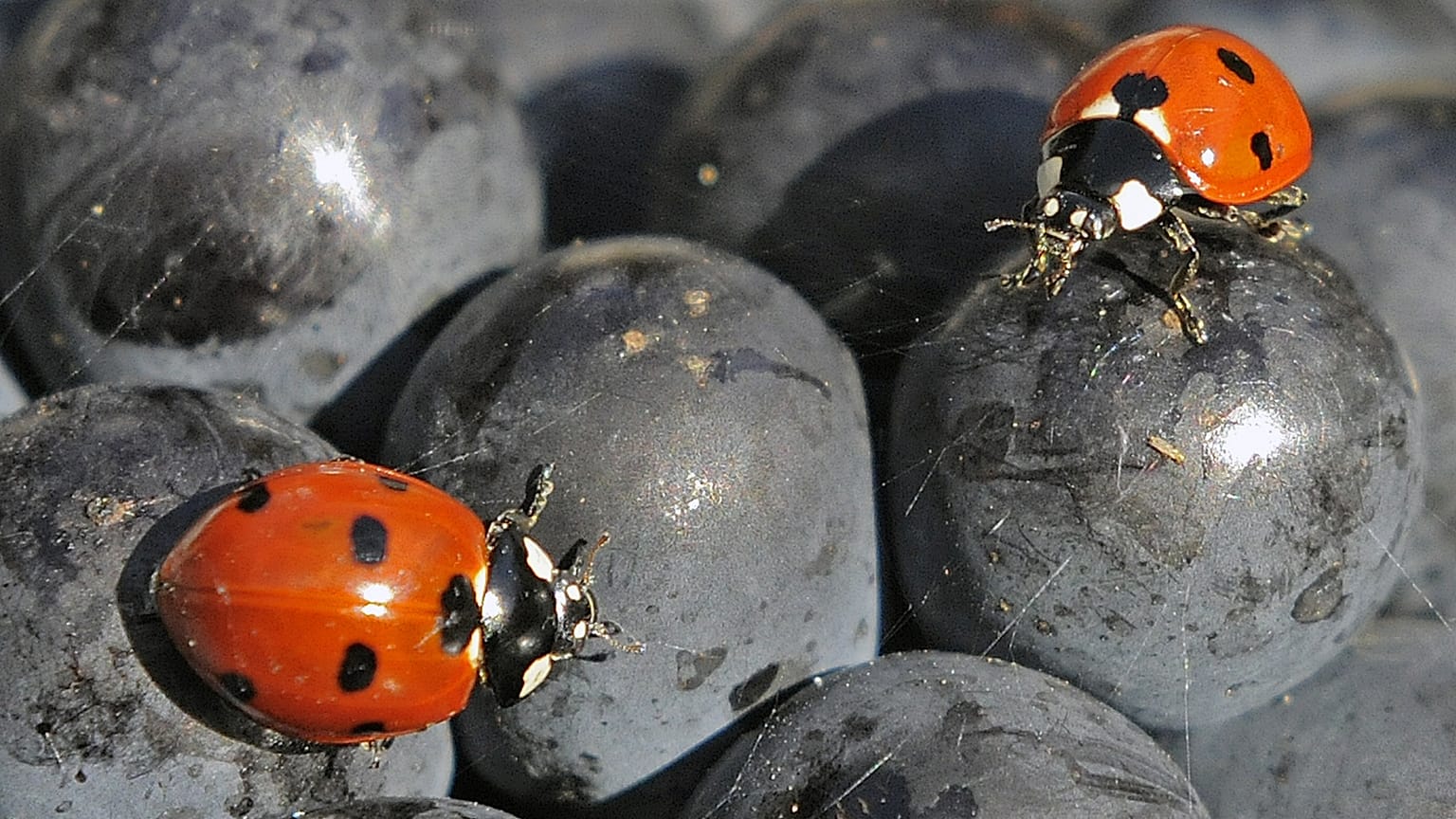 Mariquitas caminando sobre la fruta durante la cosecha de uvas de Borgoña en un viñedo de la Thueringer Weingut Bad Sulza cerca de Sonnendorf, 19 de septiembre de 2012.