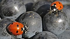 Mariquitas caminando sobre la fruta durante la cosecha de uvas de Borgoña en un viñedo de la Thueringer Weingut Bad Sulza cerca de Sonnendorf, 19 de septiembre de 2012.