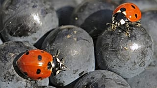Mariquitas caminando sobre la fruta durante la cosecha de uvas de Borgoña en un viñedo de la Thueringer Weingut Bad Sulza cerca de Sonnendorf, 19 de septiembre de 2012.