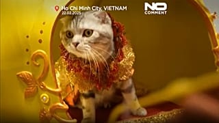 گربه‌ای در نمایسگاه طراحی مد ویتنام