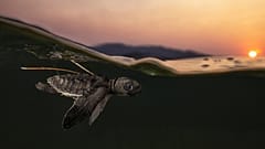 Les World Nature Photography Awards (prix mondiaux de la photographie de nature) présentent les meilleures images de paysages et d'animaux sauvages du monde entier. 