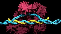 Computer model of a CRISPR ribonucleoprotein