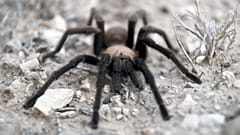 Tarántula en una imagen de archivo. 