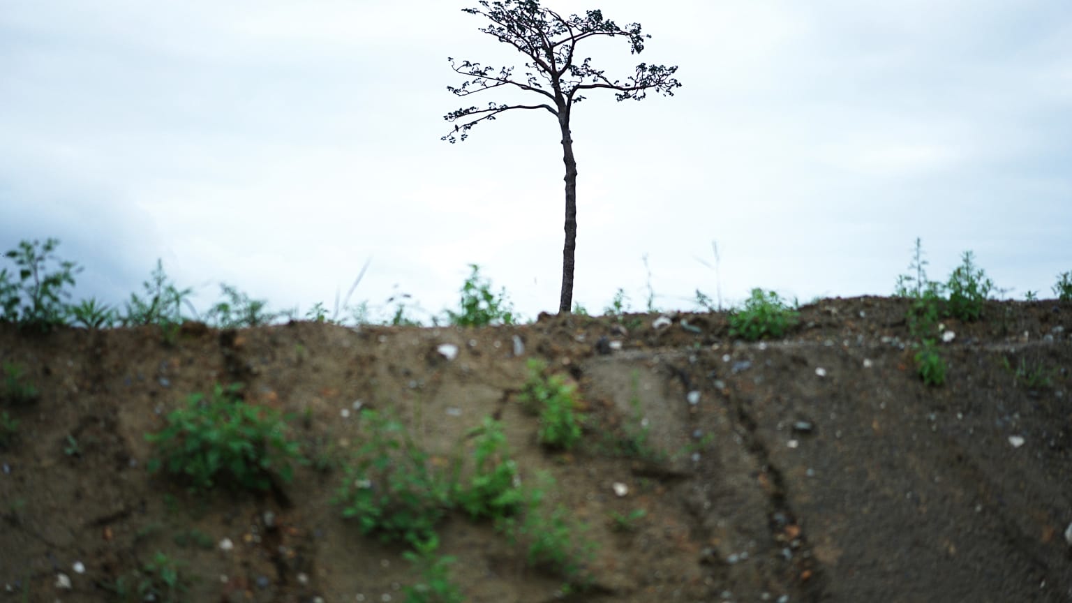La escultura, conocida como el pino milagroso, sobrevivió al tsunami de 2011 en Rikuzentakata, prefectura de Iwate.
