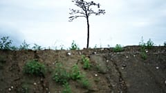 La escultura, conocida como el pino milagroso, sobrevivió al tsunami de 2011 en Rikuzentakata, prefectura de Iwate.