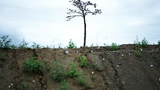 La escultura, conocida como el pino milagroso, sobrevivió al tsunami de 2011 en Rikuzentakata, prefectura de Iwate.