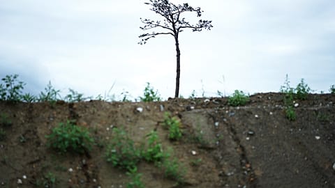 La escultura, conocida como el pino milagroso, sobrevivió al tsunami de 2011 en Rikuzentakata, prefectura de Iwate.