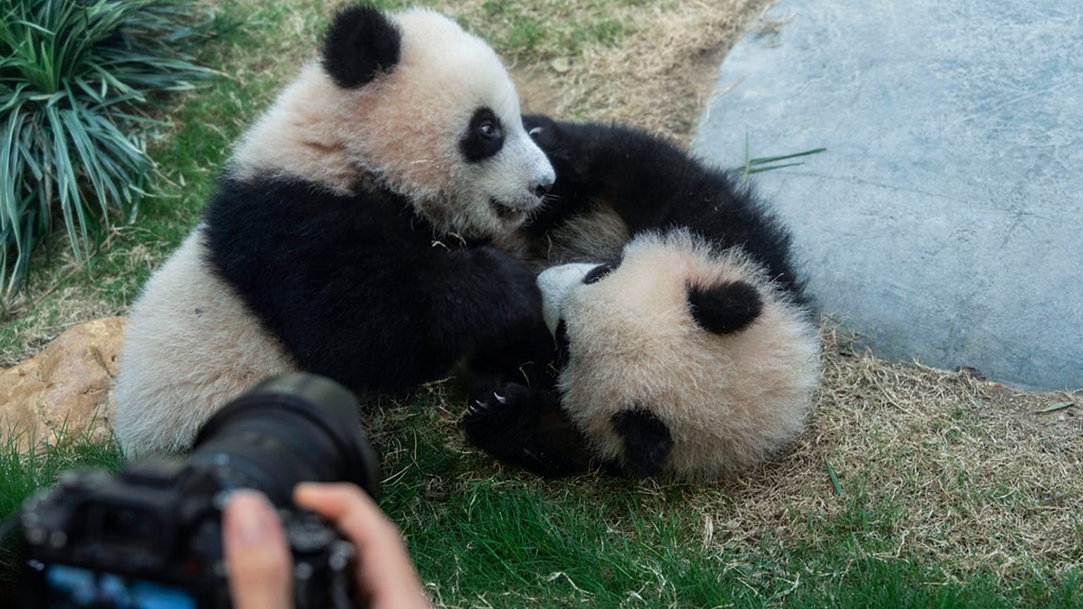 Due panda, immagine d'archivio