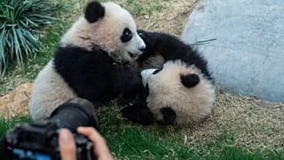 Due panda, immagine d'archivio