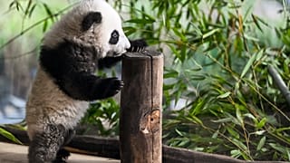 Bebé panda en el zoo de Berlín