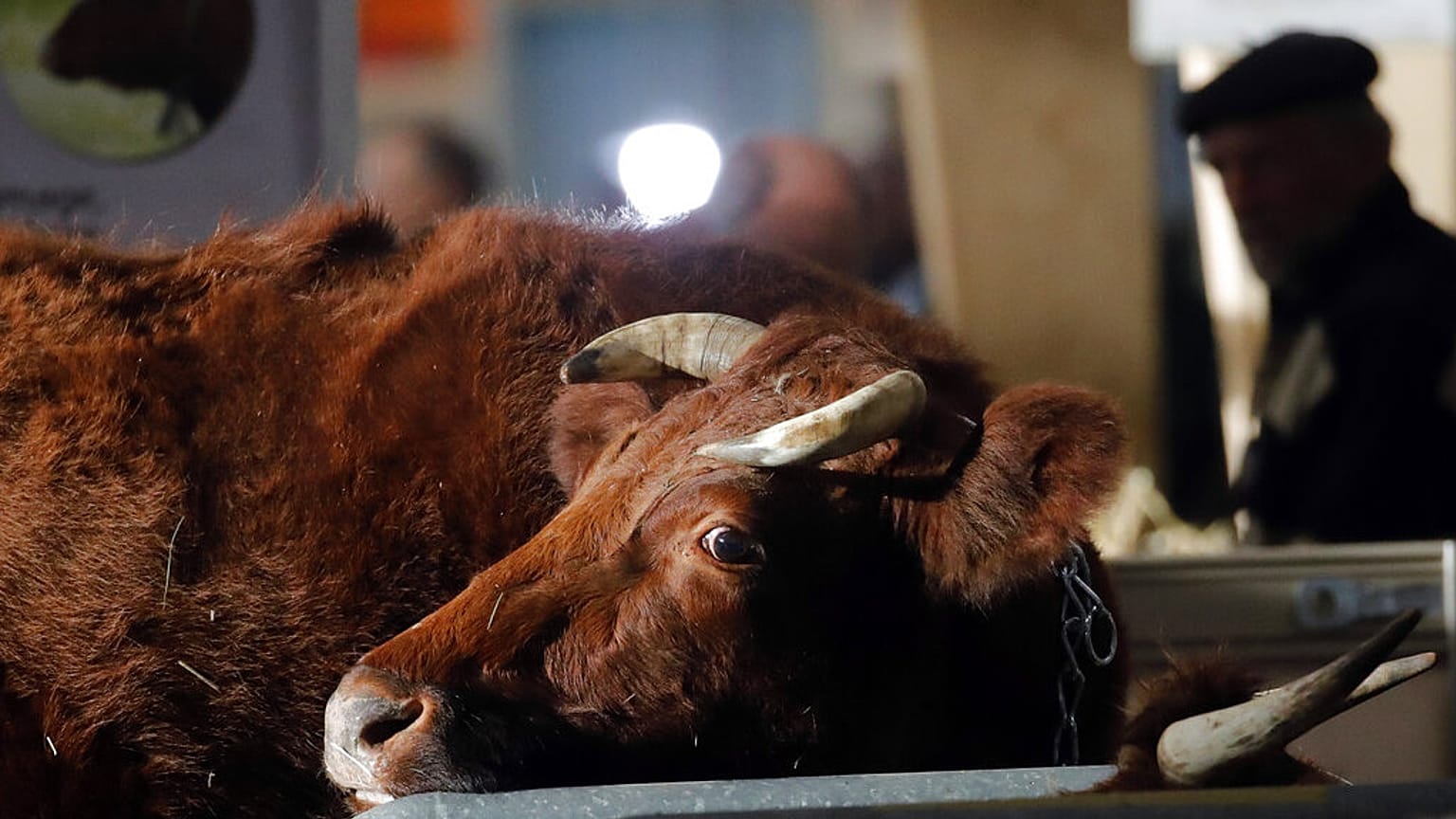 DOSYA - 22 Şubat 2020, Cumartesi günü Paris'te düzenlenen Uluslararası Tarım Fuarı'nda (Salon de l'Agriculture) bir çiftçi ineklerin yanında duruyor