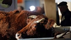 DOSYA - 22 Şubat 2020, Cumartesi günü Paris'te düzenlenen Uluslararası Tarım Fuarı'nda (Salon de l'Agriculture) bir çiftçi ineklerin yanında duruyor