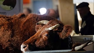 FILE - A farmer stands next cows at the International Agriculture Fair (Salon de l'Agriculture) in Paris, Saturday, Feb. 22, 2020