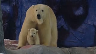 La pequeña Nur y Aurora juegan en su recinto brasileño