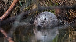 A beaver in Padrte Ponds, in the Protected Landscape Area of Brdy, Czechia.