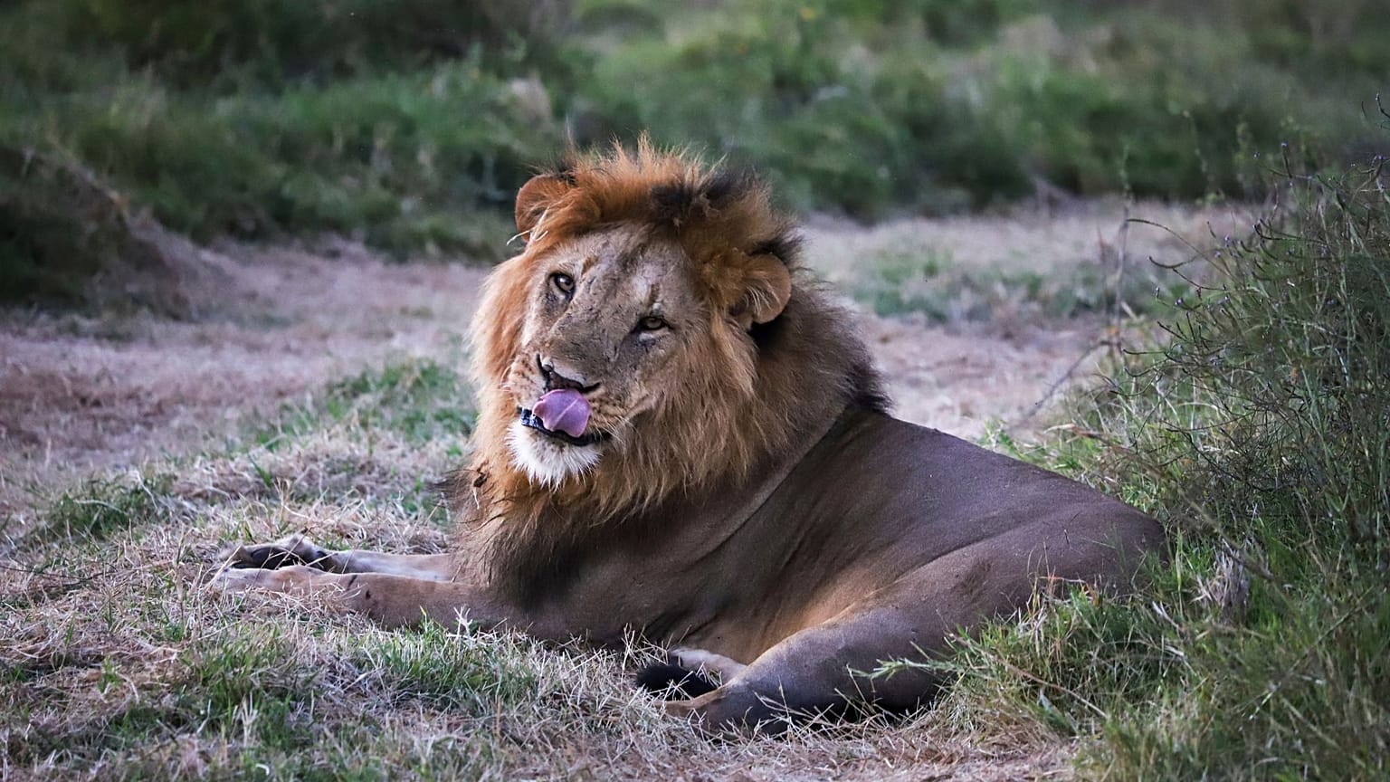 Kuzey Kenya'daki Lewa Yaban Hayatı Koruma Alanı'nda yıllık yaban hayatı sayımı sırasında bir erkek aslan görülüyor, 27 Şubat 2025. 