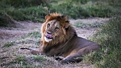 Kuzey Kenya'daki Lewa Yaban Hayatı Koruma Alanı'nda yıllık yaban hayatı sayımı sırasında bir erkek aslan görülüyor, 27 Şubat 2025. 