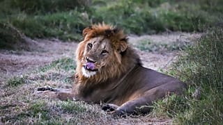 Kuzey Kenya'daki Lewa Yaban Hayatı Koruma Alanı'nda yıllık yaban hayatı sayımı sırasında bir erkek aslan görülüyor, 27 Şubat 2025. 