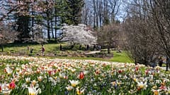 Göteborg en pleine floraison au printemps