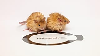 Colossal Biosciences tarafından genetiği değiştirilmiş yünlü fareler.