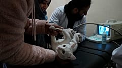 Un gato, recibiendo una ecografía