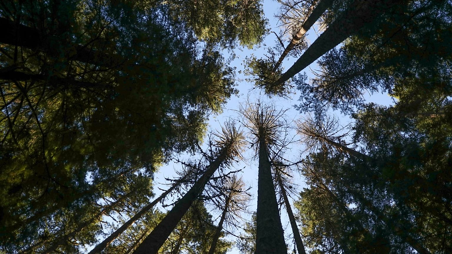 El sol brilla a través de los abetos de Douglas en el Bosque Nacional de Willamette, Oregón, en octubre de 2023. 
