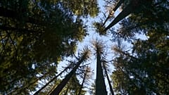 El sol brilla a través de los abetos de Douglas en el Bosque Nacional de Willamette, Oregón, en octubre de 2023. 